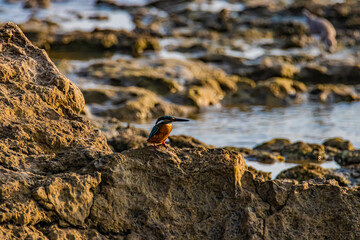 kingfisher bird on a stone