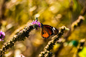 Fototapeta premium brown butterfly on a flower