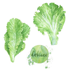 Green lettuce leaves. Useful nutrition for a healthy lifestyle. Hand-drawn watercolor illustration on a white background. Picture for food design. - obrazy, fototapety, plakaty