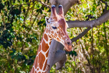 portrait giraffe in the zoo