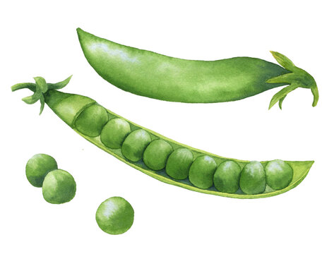 Green peas. Fresh greens. Organic food. Hand-drawn watercolor illustration on a white background. Picture for food design, packaging, cafe.