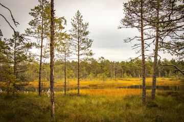 Obraz premium wetlands, viru bog, estonia, lahemaa national park, baltics, baltic countries, europe