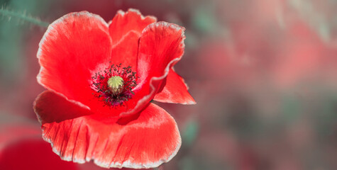Fototapeta premium A large red poppy flower.