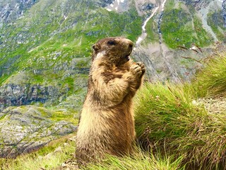 Marmot Grossglockner Austria