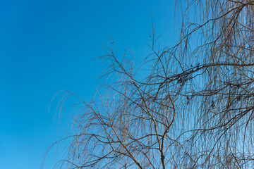 willow branches against blue sky