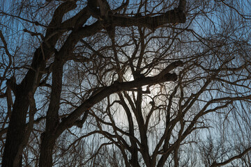 branches against sky - sun hidden behind the branches