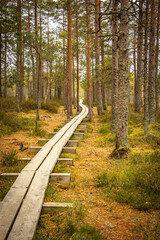 Fototapeta premium path in the woods, wetlands, viru bog, estonia, lahemaa national park, baltics, baltic countries, europe