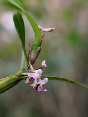 Flowers of the orchid Scaphyglottis stellata from the rain forests of the Osa Peninsula in Costa Rica