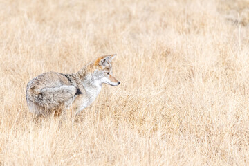 hunting coyote