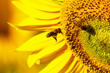 Honey bee collecting pollen at yellow flower. close up