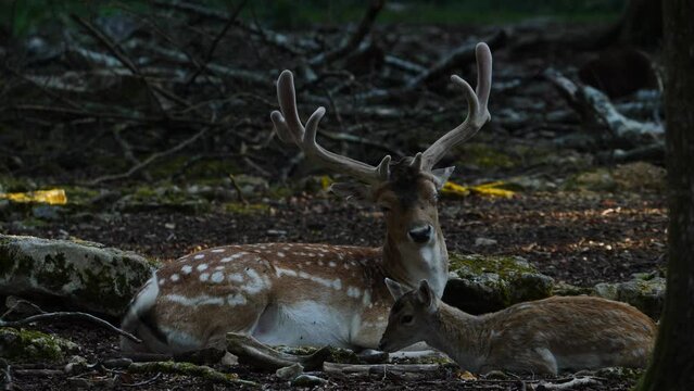 Fallow deer in natural environment. Female and male. Deer Dama dama. Vision Park in Auberive region, France. Slow motion