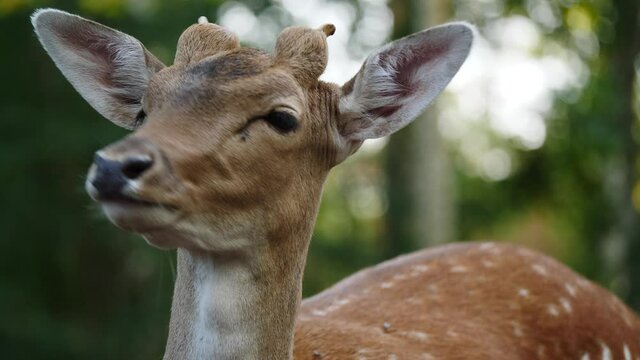 Young male fallow deer in natural environment. Deer Dama dama. Vision Park in Auberive region, France. Slow motion