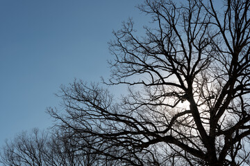 Fototapeta na wymiar silhouette of a tree with sunburst