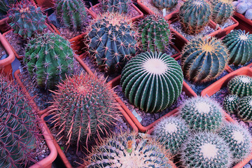 close up view of a cactus