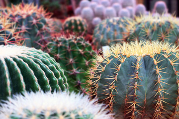 cactus in the garden
