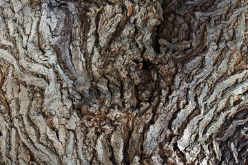 bark of a tree