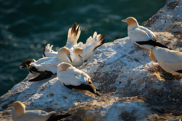 Gannets resting at Muriwai gannet colony, Auckland.