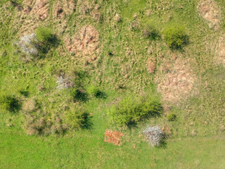 Drone photo of the bright green wheat field. Seamless pattern. Forest top view. Park view from...