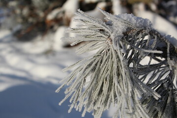 snow-covered branches of a pine tree in the forest in winter
