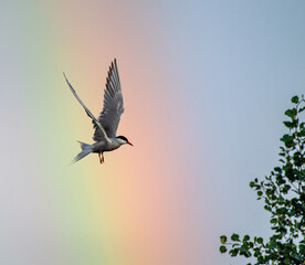 Common Tern in flight. Adult common terns in flight on the blue sky and rainbow background. Scientific name: Sterna hirundo.  Natural habitat, summer season. Ladoga Lake. Russia .