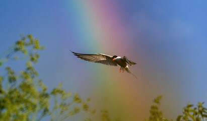 Common Tern in flight. Adult common terns in flight on the blue sky and rainbow background. Scientific name: Sterna hirundo.  Natural habitat, summer season. Ladoga Lake. Russia .