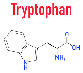 Tryptophan or l-tryptophan, Trp, W  amino acid molecule. Skeletal formula.