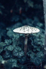 Close-up parasol  mushroom (Macrolepiota procera)  growing in early autumn forest.	