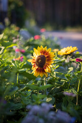 The yellow sunflower on green summer meadow near a dirt road. Blurred background with light bokeh and short depth of field.