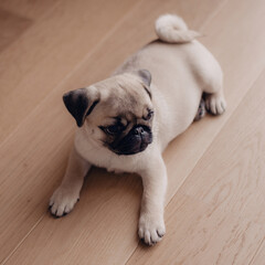 Portrait of beautiful female puppy pug dog in home.