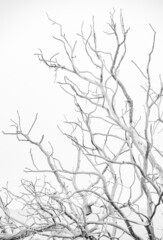 branch of a tree