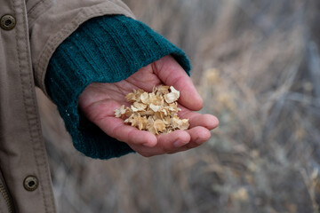 person holding a handful of seeds