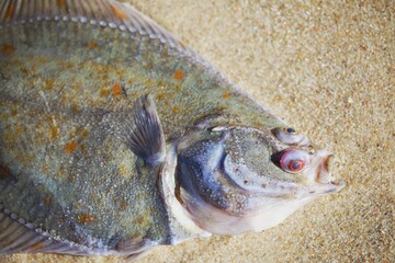 toter Flachfisch am Strand