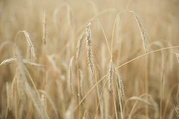 view of the wheat field