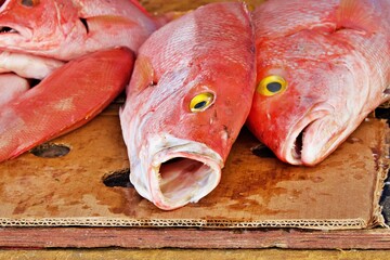 Red Snapper auf Fischmarkt - obrazy, fototapety, plakaty