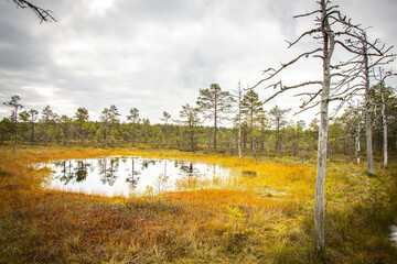 path, viru bog, estonia, lahemaa national park, baltics, baltic countries, europe