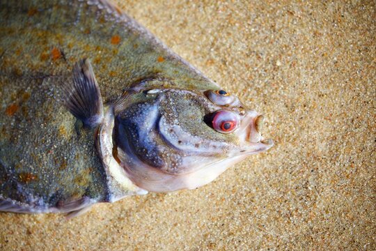 toter Flachfisch am Strand