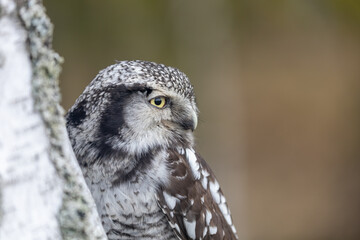 Closeup portrait of young northern hawk owl (Surnia ulula) in birch forest. Hawk owl is looking at the side.