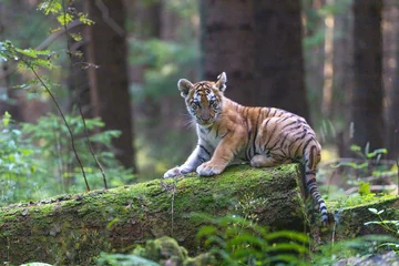 Zelfklevend Fotobehang Bengal tiger cub is posing on a fallen tree trunk covered with moss. Horizontally. © frank11