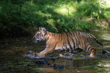 Plakat Side view of Bengal tiger cub running in the river. Horizontally.