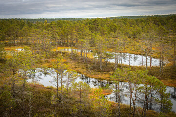 viru bog, estonia, lahemaa national park, baltics, baltic countries, europe