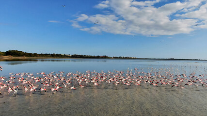 Fototapeta premium Pink flamingos on a natural lake in Cyprus. A flock of beautiful birds in the wild.