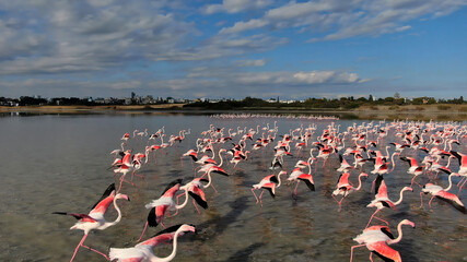 Naklejka premium Pink flamingos on a natural lake in Cyprus. A flock of beautiful birds in the wild.