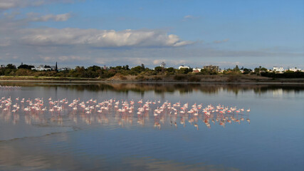 Fototapeta na wymiar Pink flamingos on a natural lake in Cyprus. A flock of beautiful birds in the wild.