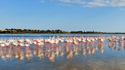 Fototapeta na wymiar Pink flamingos on a natural lake in Cyprus. A flock of beautiful birds in the wild.