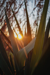 sunset in the forest with green spikes plant leaves background texture orange green 