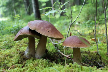 Mushroom in forest