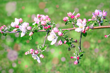 Blossoming branch of an apple tree against the background of green grass with multi-colored bokeh. Spring wallpaper
