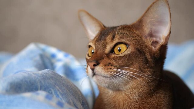 Abyssinian cat close up. Portrait of abyssinian cat, shallow depth of field