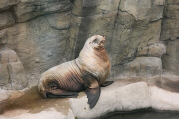 old seal sits on a rock