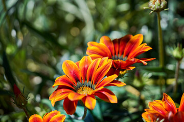 Spring: Beautiful orange red and yellow flowers against a background of out of focus green foliage